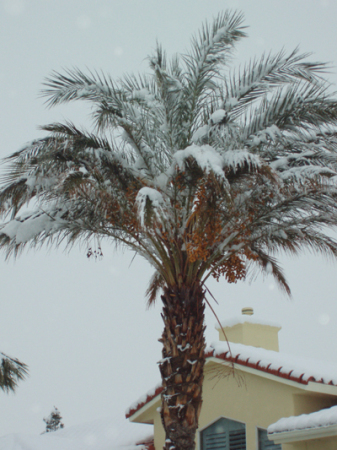 Snow on a palm tree?