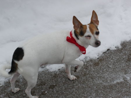 Lucy in Aspen. CO 12/25/2008