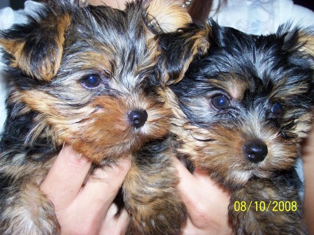 Great Grandpuppies