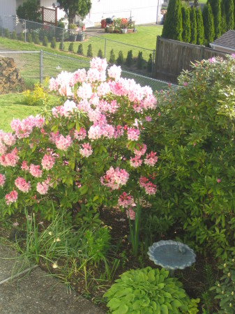 Garden birdbath (with NO snow!  LOL!)