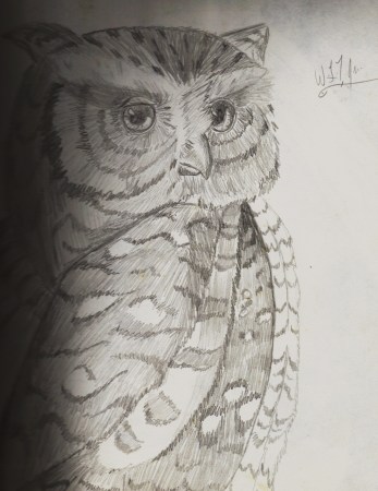 mr. owl