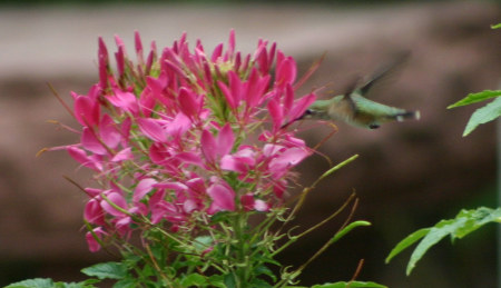 hummingbird