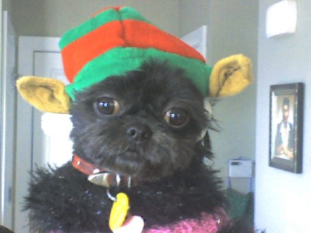 Coco the Christmas Elf.