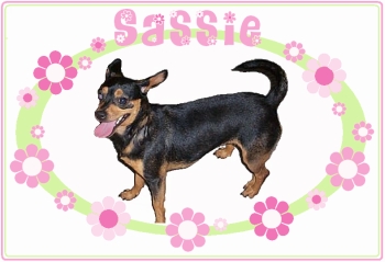 Sassy  Sassie....