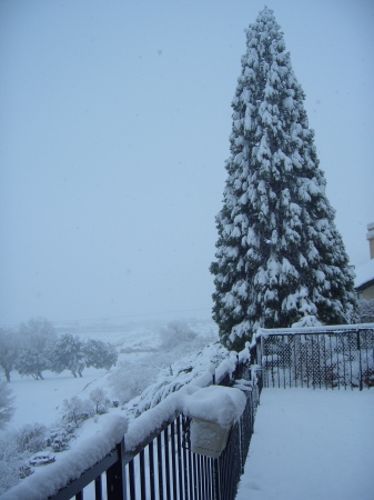 Desert Christmas Tree