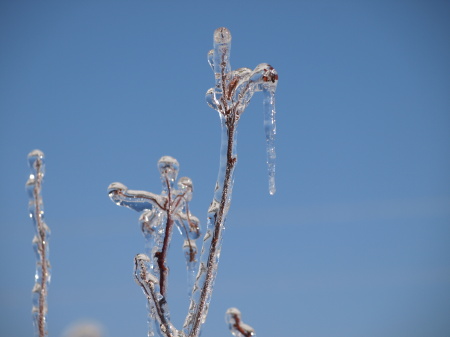 ice storm in Fayetteville AR. in my back yard