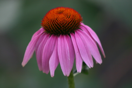 purple cone flower