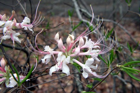 Wild Azalea Blossoms 03-15-09