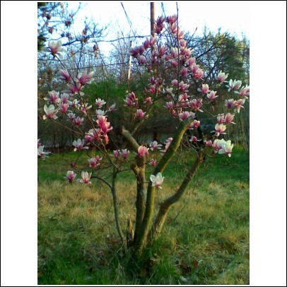 My magnolia tree coming back to life