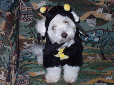 Halloween as Bumble Bee