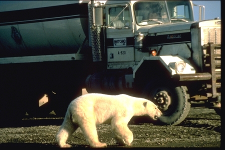 Polar Bear, North slope of Alaska