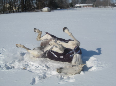 My other horse Grace...Making a snowangel