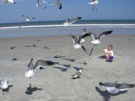 Feeding the Seagulls