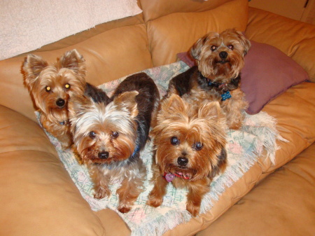 Mattie, Rawley, Penny and Spike