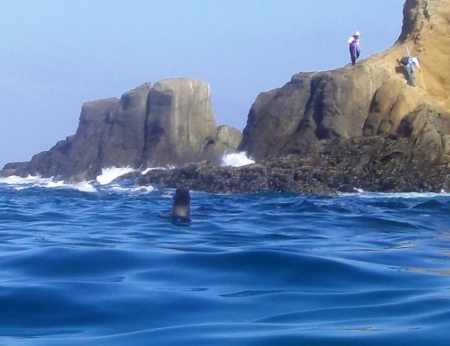 Snorkeling with the wild life!