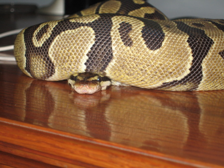 Ball Python