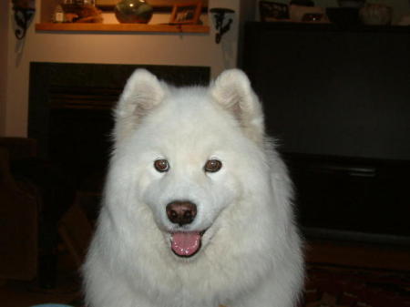 Our Samoyed, Princess