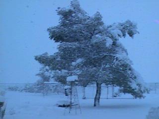 Front Yard at Desert