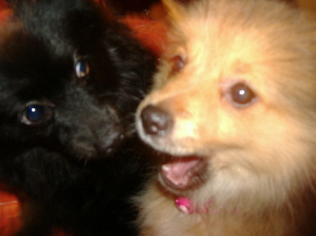 my pomeranians beauty(brown)&babe(black)