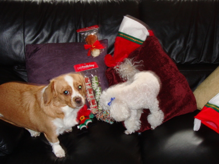 Pups at Christmas 08