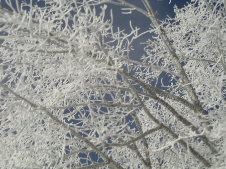 SNOW IN THE TREES