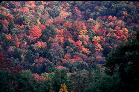 Fall color on our road