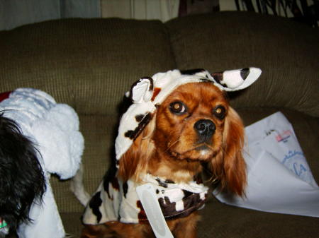 Rowan the cow - Halloween 2008
