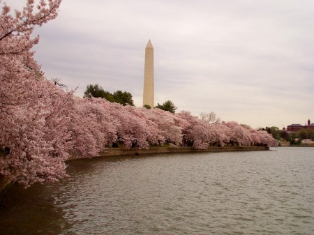 Cherry Blossoms - Washington DC