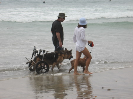Dog Beach-Near Del Mar -- San Diego