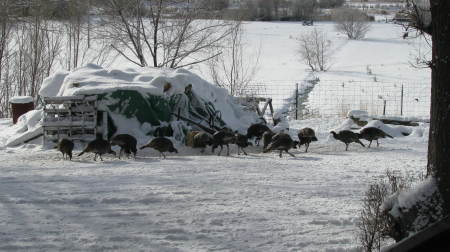 Wild Turkeys