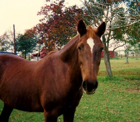 Ginger (My Loving Trusty) Mare