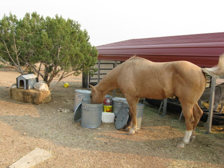 Skippy loves getting into the Horse food