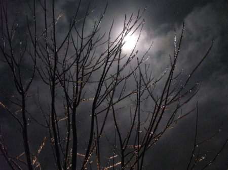 moon_ice_branches