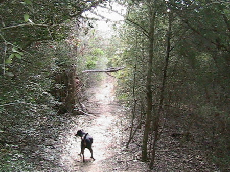 dog trail