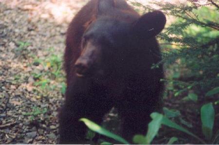 bear5