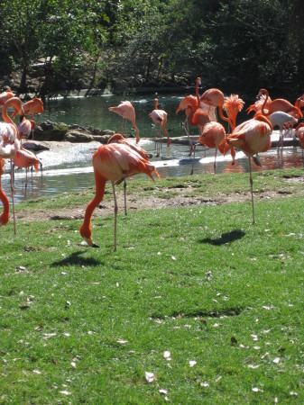 Pink Flamingos