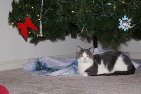 kitty under Fran's tree