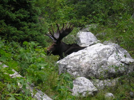 Moose in the Tetons while hiking