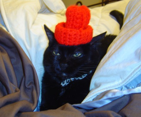 Cats in Hats