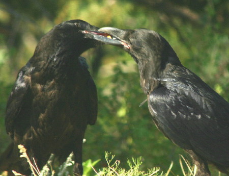 Ravens in the backyard