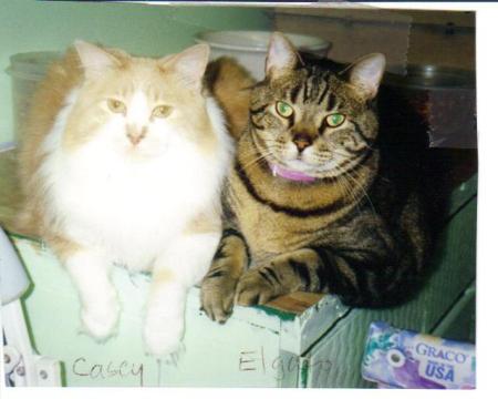 2 of my cats, casey and elgato