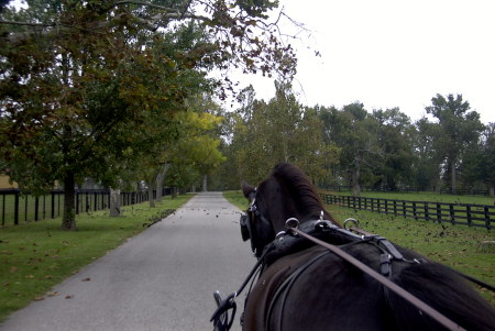 A drive through Kentucky Horse Park