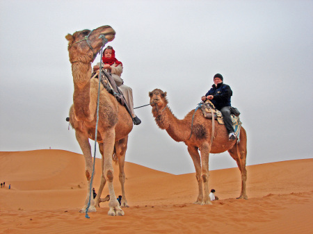 Camels in Morocco