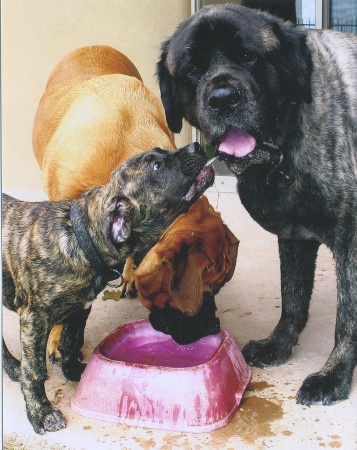 Mid-Sept. '08, our Mastiffs at the water bowl