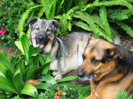 My dogs - Shamy girl and Mochara