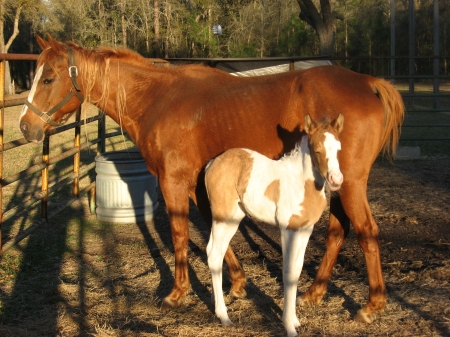Miss Harley, 2008 filly
