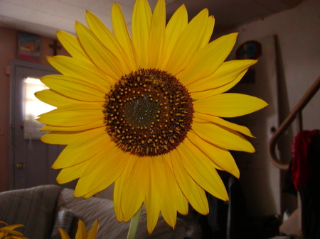 almost perfect sunflower