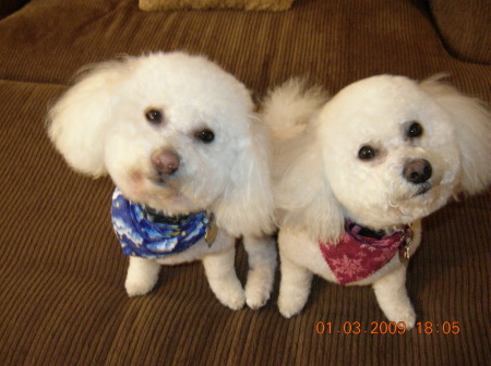 Casper & Trixi - spoiled puppies