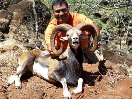 Nate's 2007 Lana'i Trophy Ram