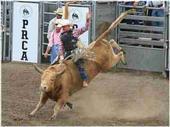 sam bull riding